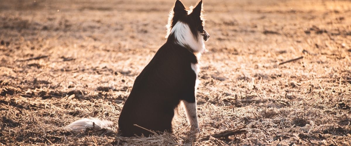 Can my dog be used as a tax deduction?