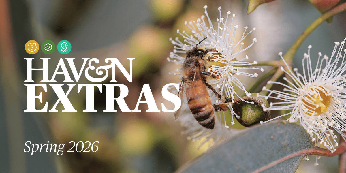 Haven Extras – Spring 2026